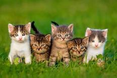 Group of Five Little Kittens Sitting on the Grass-Grigorita Ko-Photographic Print