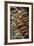 Grilled Fish, Luang Prabang, Laos, Indochina, Southeast Asia, Asia-Yadid Levy-Framed Photographic Print