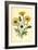 Grindelia Flowers-null-Framed Giclee Print