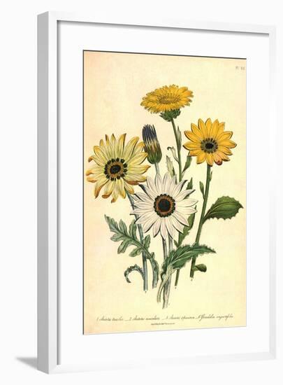 Grindelia Flowers-null-Framed Giclee Print