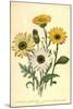 Grindelia Flowers-null-Mounted Giclee Print
