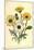 Grindelia Flowers-null-Mounted Giclee Print