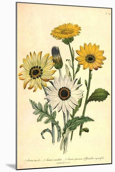 Grindelia Flowers-null-Mounted Giclee Print