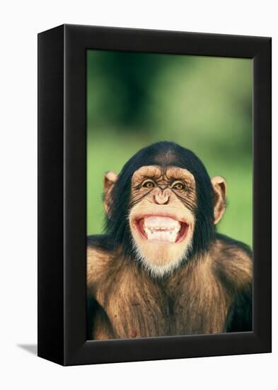 Grinning Chimpanzee-DLILLC-Framed Premier Image Canvas