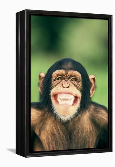 Grinning Chimpanzee-DLILLC-Framed Premier Image Canvas