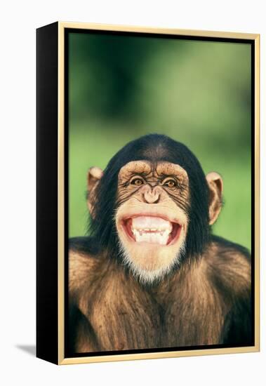 Grinning Chimpanzee-DLILLC-Framed Premier Image Canvas