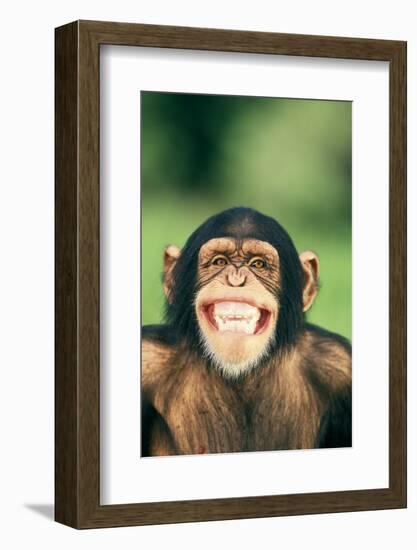 Grinning Chimpanzee-DLILLC-Framed Photographic Print