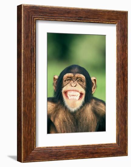 Grinning Chimpanzee-DLILLC-Framed Photographic Print