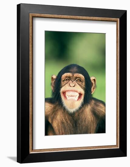 Grinning Chimpanzee-DLILLC-Framed Photographic Print