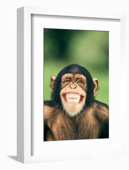 Grinning Chimpanzee-DLILLC-Framed Photographic Print