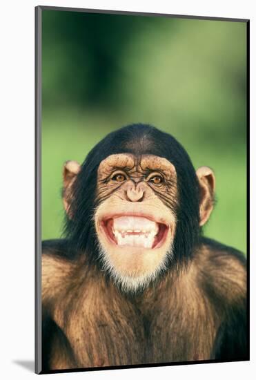 Grinning Chimpanzee-DLILLC-Mounted Photographic Print