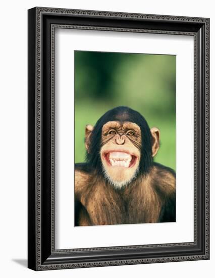 Grinning Chimpanzee-DLILLC-Framed Photographic Print