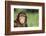 Grinning Chimpanzee-DLILLC-Framed Photographic Print