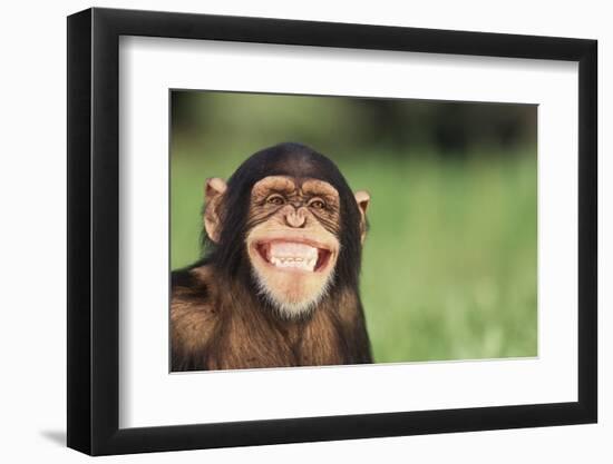 Grinning Chimpanzee-DLILLC-Framed Photographic Print