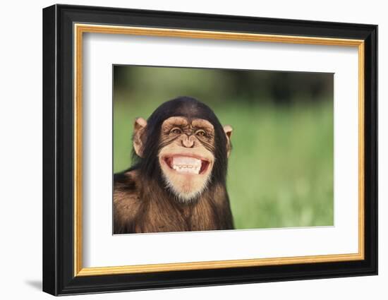 Grinning Chimpanzee-DLILLC-Framed Photographic Print