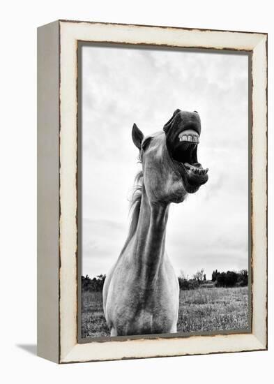 Grinning Horse, Camargue, France-Nadia Isakova-Framed Premier Image Canvas