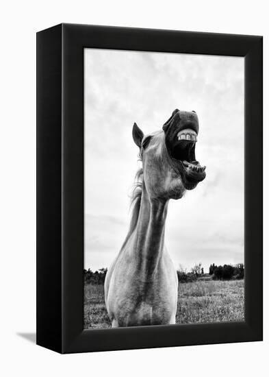 Grinning Horse, Camargue, France-Nadia Isakova-Framed Premier Image Canvas