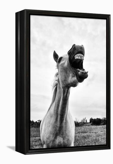 Grinning Horse, Camargue, France-Nadia Isakova-Framed Premier Image Canvas