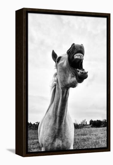 Grinning Horse, Camargue, France-Nadia Isakova-Framed Premier Image Canvas