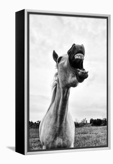 Grinning Horse, Camargue, France-Nadia Isakova-Framed Premier Image Canvas