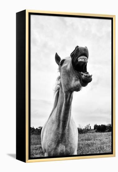 Grinning Horse, Camargue, France-Nadia Isakova-Framed Premier Image Canvas