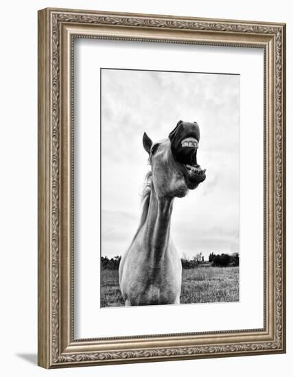 Grinning Horse, Camargue, France-Nadia Isakova-Framed Photographic Print