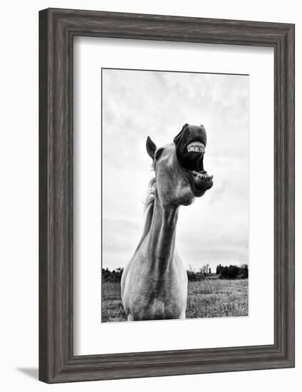 Grinning Horse, Camargue, France-Nadia Isakova-Framed Photographic Print