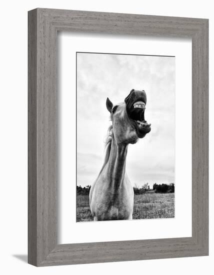 Grinning Horse, Camargue, France-Nadia Isakova-Framed Photographic Print