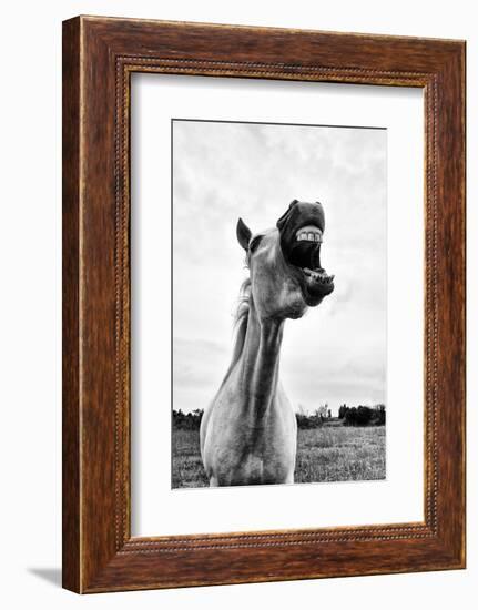 Grinning Horse, Camargue, France-Nadia Isakova-Framed Photographic Print