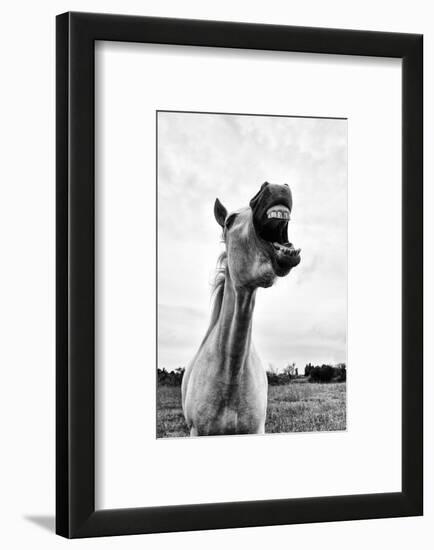 Grinning Horse, Camargue, France-Nadia Isakova-Framed Photographic Print