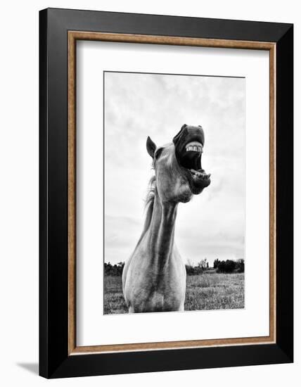 Grinning Horse, Camargue, France-Nadia Isakova-Framed Photographic Print