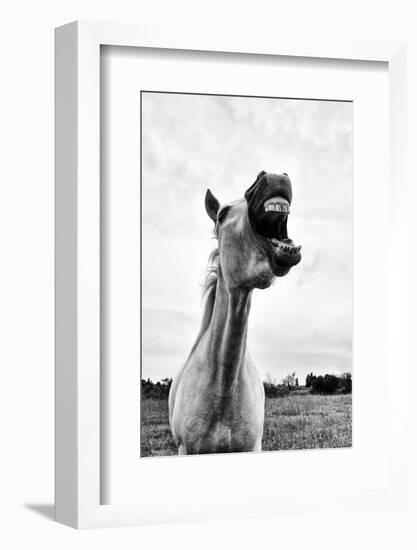 Grinning Horse, Camargue, France-Nadia Isakova-Framed Photographic Print