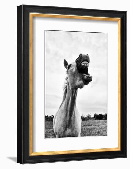 Grinning Horse, Camargue, France-Nadia Isakova-Framed Photographic Print