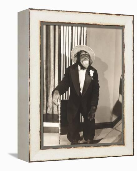 Grinning Monkey in Tuxedo-null-Framed Stretched Canvas