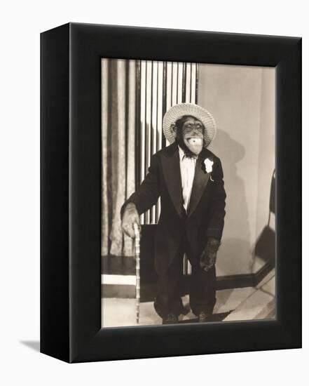 Grinning Monkey in Tuxedo-null-Framed Stretched Canvas