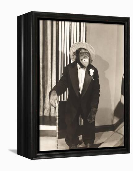 Grinning Monkey in Tuxedo-null-Framed Stretched Canvas