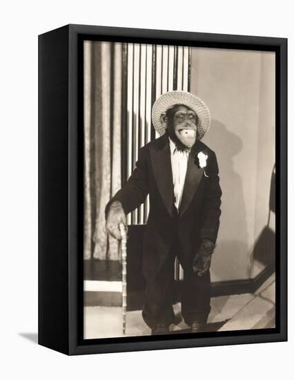 Grinning Monkey in Tuxedo-null-Framed Stretched Canvas