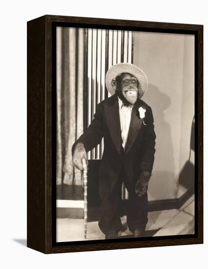 Grinning Monkey in Tuxedo-null-Framed Stretched Canvas