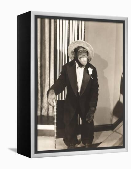 Grinning Monkey in Tuxedo-null-Framed Stretched Canvas