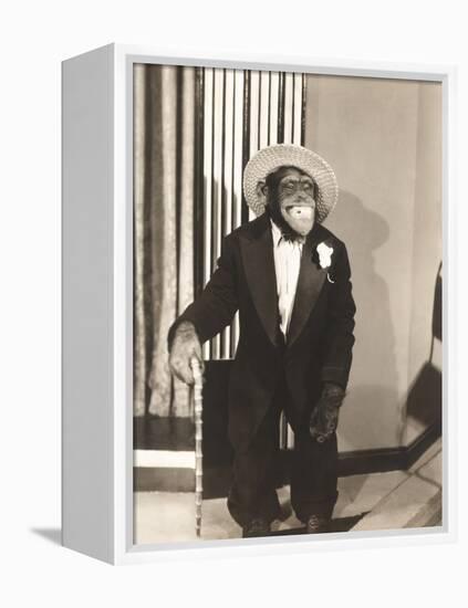 Grinning Monkey in Tuxedo-null-Framed Stretched Canvas