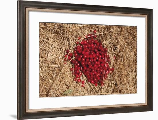 Griottes Sur Paille-Gaetan Caron-Framed Giclee Print