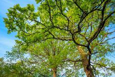 Canopy of Tall Oak Trees. Upper Branches of Tree-Grisha Bruev-Photographic Print