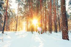 Landscape with Winter Forest and Bright Sunbeams. Sunrise, Sunset in Cold Snowy Forest-Grisha Bruev-Photographic Print