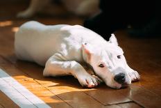 The Dogo Argentino also known as the Argentine Mastiff is a Large, White, Muscular Dog that Was Dev-Grisha Bruev-Photographic Print