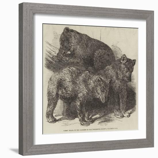 Grisly Bears, in the Gardens of the Zoological Society, Regent's Park-Harrison William Weir-Framed Giclee Print