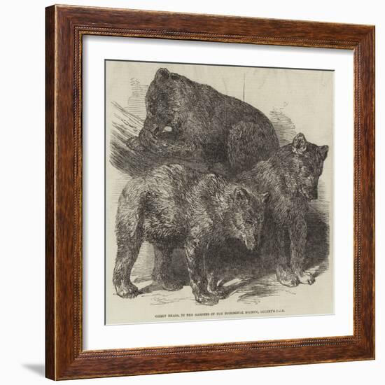 Grisly Bears, in the Gardens of the Zoological Society, Regent's Park-Harrison William Weir-Framed Giclee Print