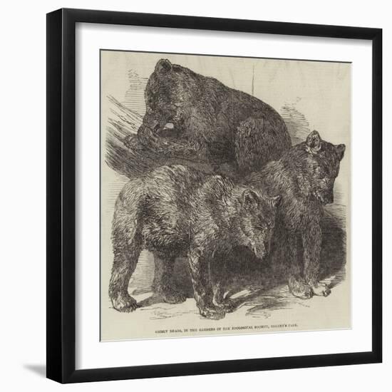 Grisly Bears, in the Gardens of the Zoological Society, Regent's Park-Harrison William Weir-Framed Giclee Print