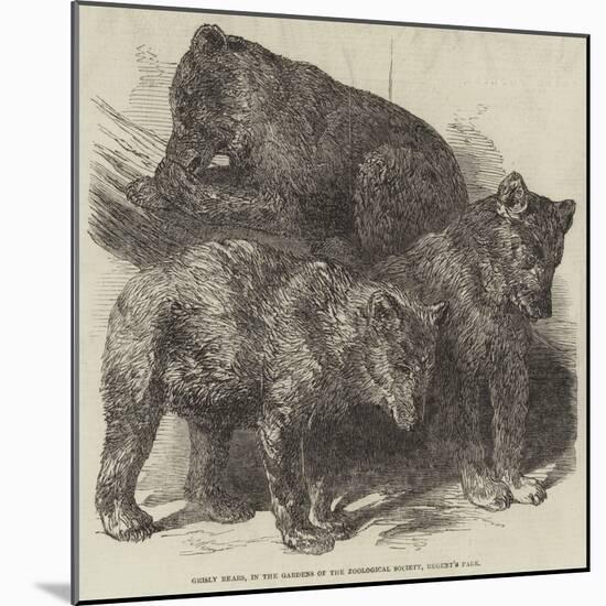 Grisly Bears, in the Gardens of the Zoological Society, Regent's Park-Harrison William Weir-Mounted Giclee Print