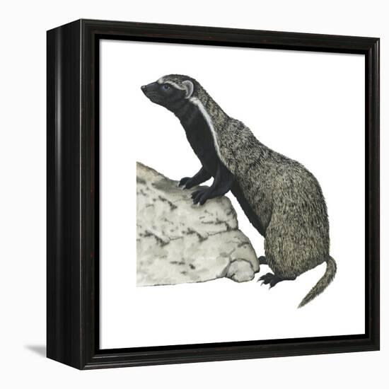 Grison (Galictis), Mammals-Encyclopaedia Britannica-Framed Stretched Canvas
