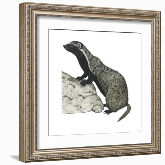 Grison (Galictis), Mammals-Encyclopaedia Britannica-Framed Art Print